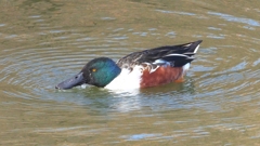 DSCN6030：ハシビロガモ