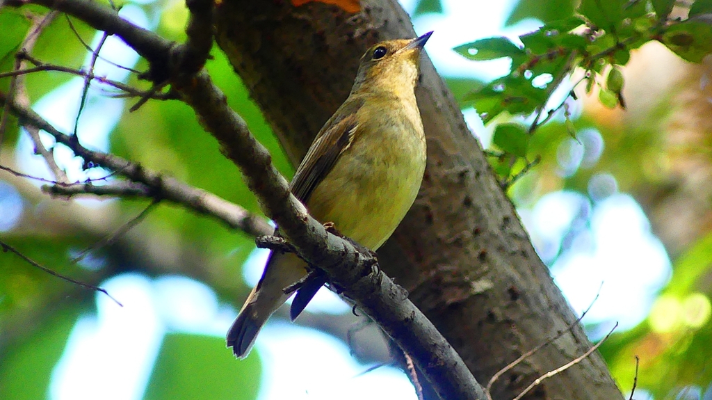P2320430：キビタキ（メス）