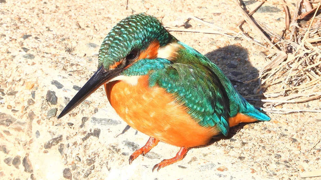 DSCN5902：カワセミ（オス）