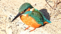 DSCN5902：カワセミ（オス）