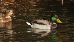 DSCN5100：マガモ