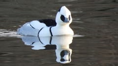 DSCN1918：ミコアイサ（オス）