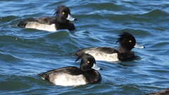 DSCN0965：キンクロハジロ