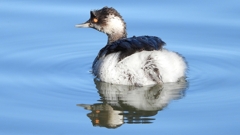 DSCN4956：ハジロカイツブリ