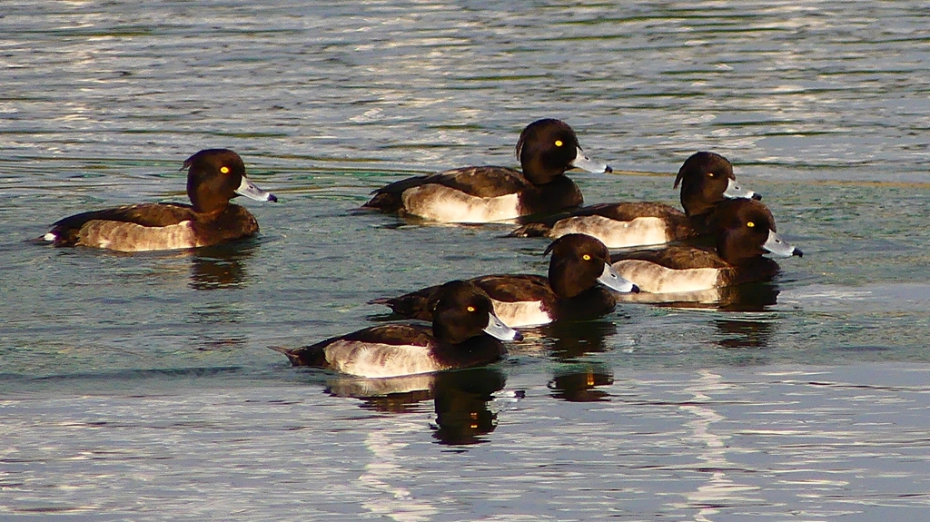 P2350349：キンクロハジロ