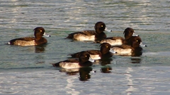 P2350349：キンクロハジロ