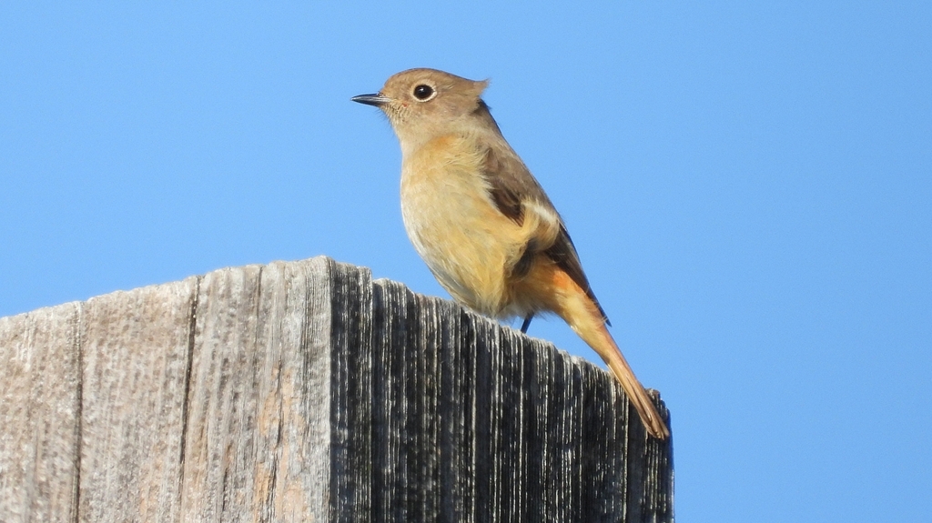 DSCN6805：ジョウビタキ（メス）