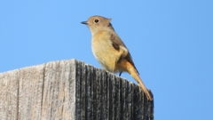 DSCN6805：ジョウビタキ（メス）