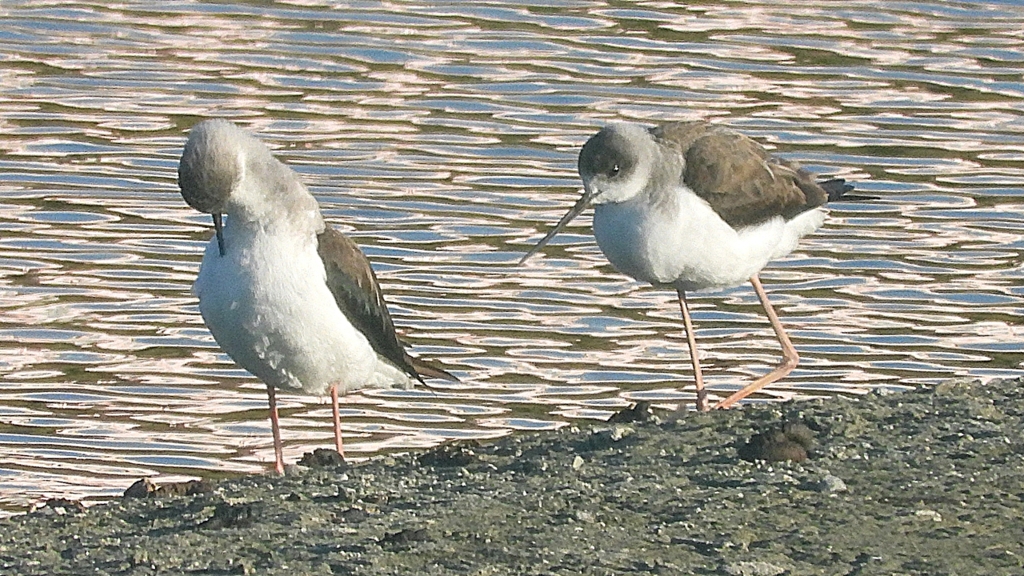 DSCN2362：セイタカシギ