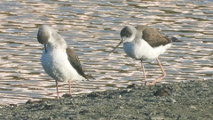 DSCN2362：セイタカシギ