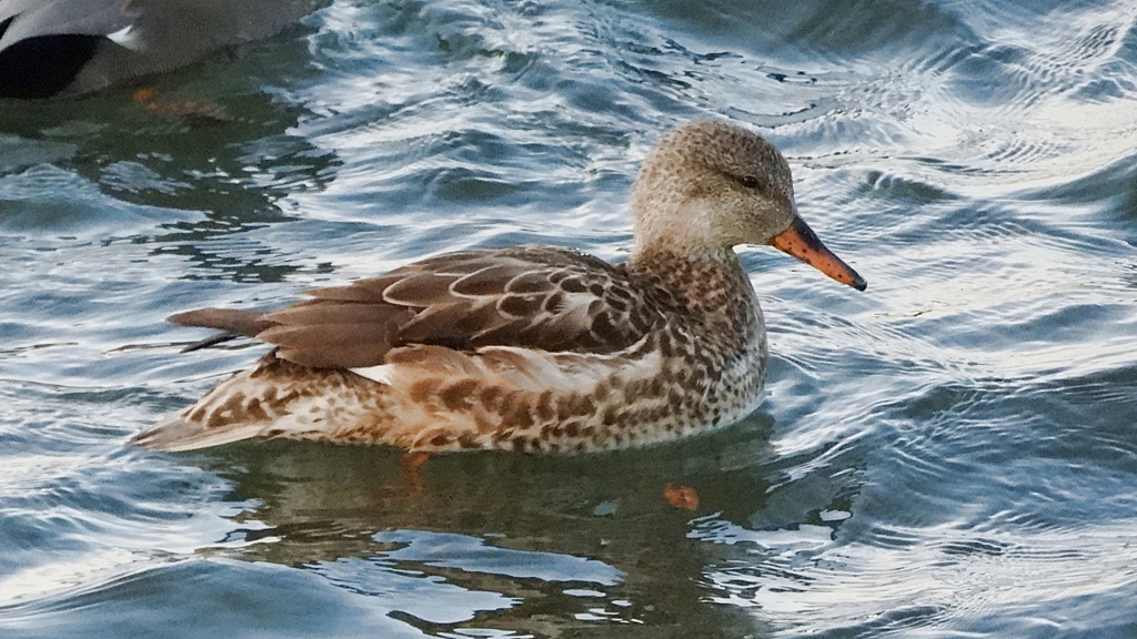 DSCN0851：オカヨシガモ（メス）