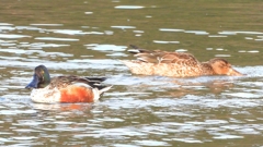 DSCN6096：ハシビロガモ