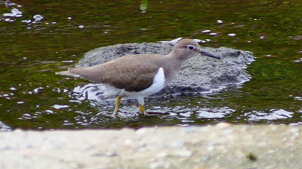 P2290065：イソシギ