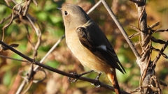 DSCN5443：ジョウビタキ（メス）