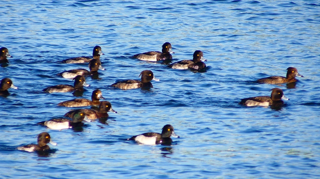 P2380123：キンクロハジロ