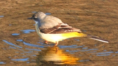 DSCN3297：キセキレイ