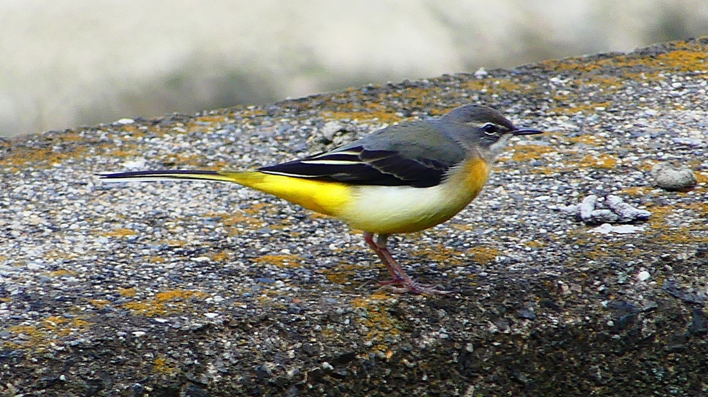 P2350271：キセキレイ