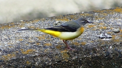 P2350271：キセキレイ