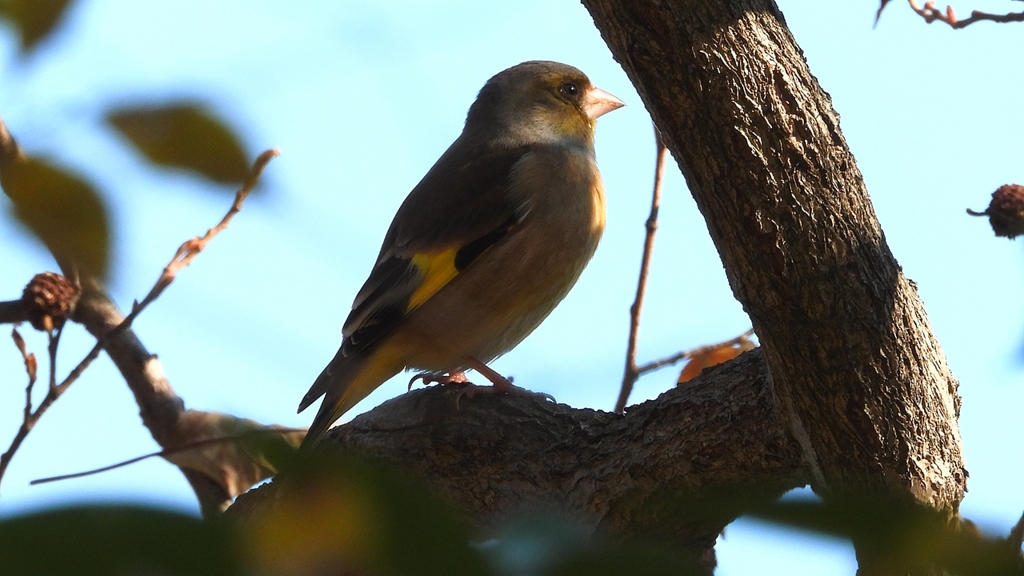 DSCN6309：カワラヒワ