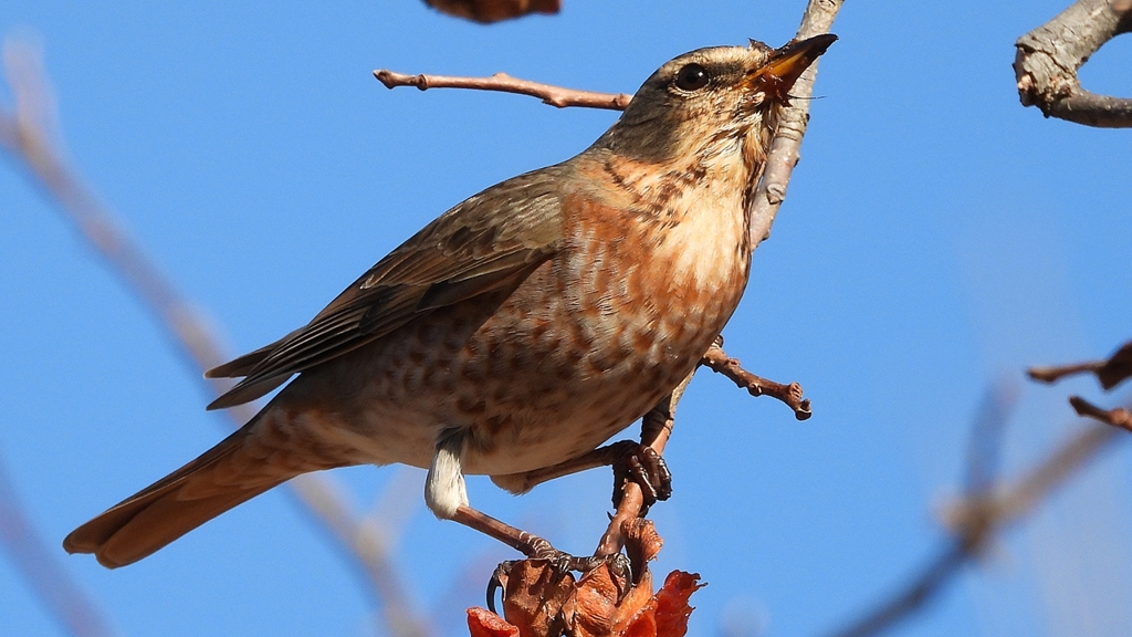 DSCN8795：ハチジョウツグミ