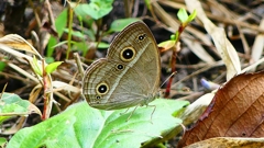 P2260782：ヒメジャノメ