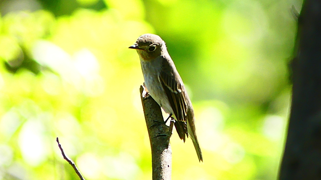P2300048：コサメビタキ