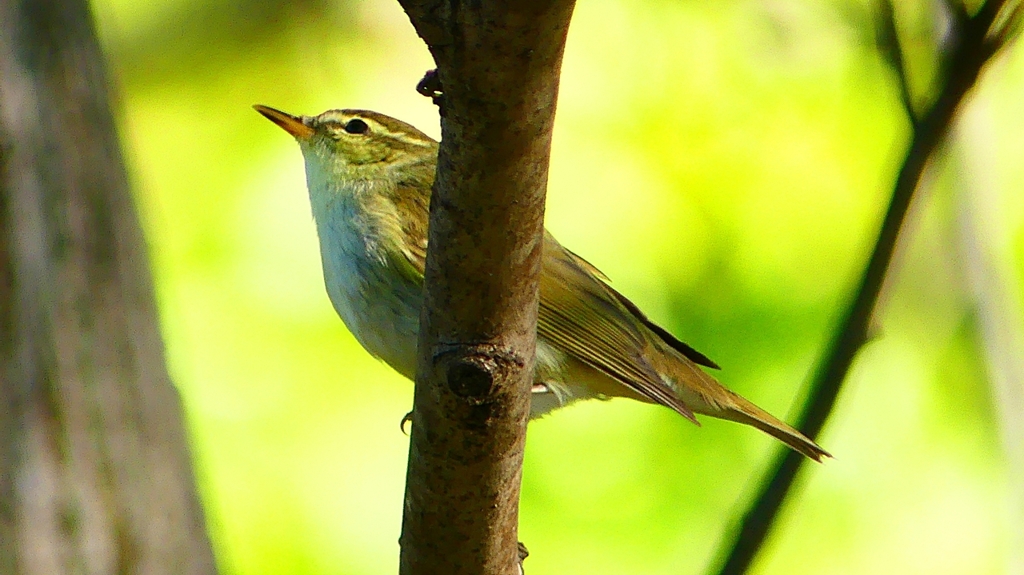 P2320022：ムシクイ