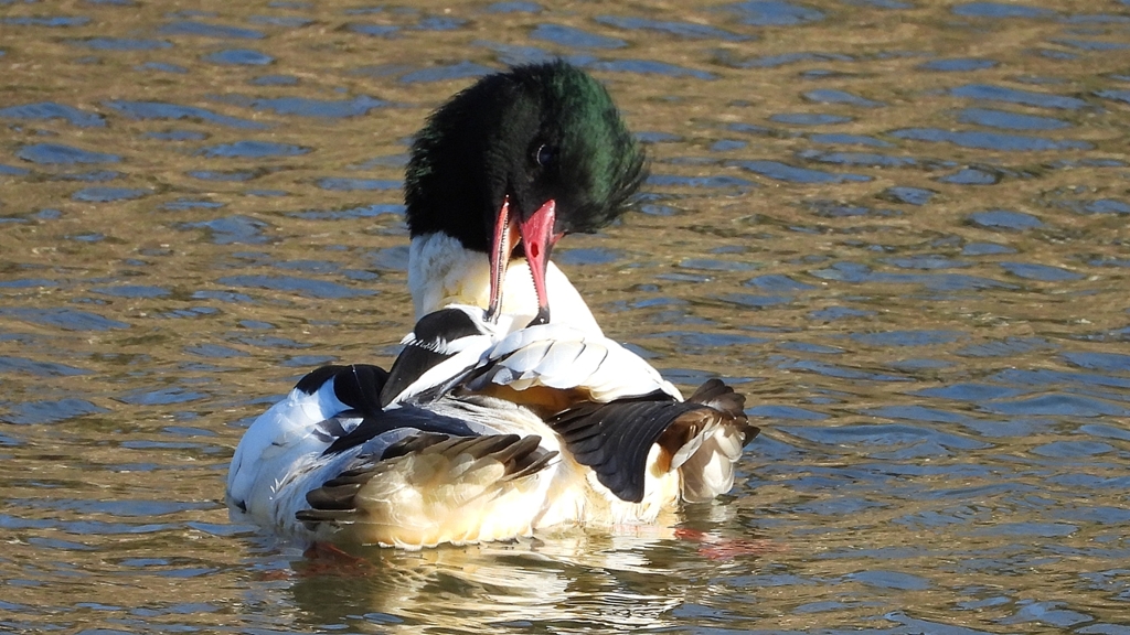 DSCN1762：カワアイサ（オス）