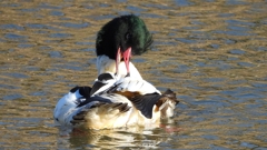 DSCN1762：カワアイサ（オス）