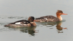 DSCN7259：ウミアイサ