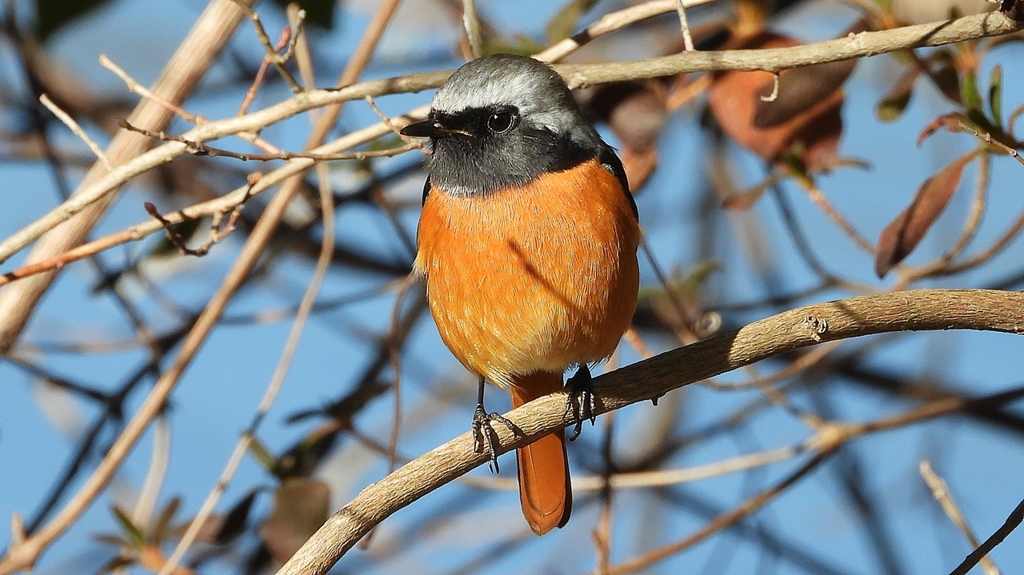 DSCN8382：ジョウビタキ（オス）