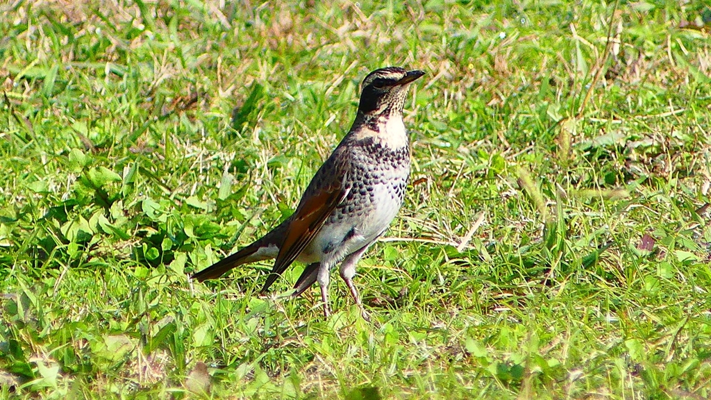 P2350799：ツグミ