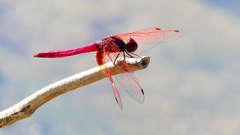 P2270204:ベニトンボ(オス) P2270204:ベニトンボ(オス)