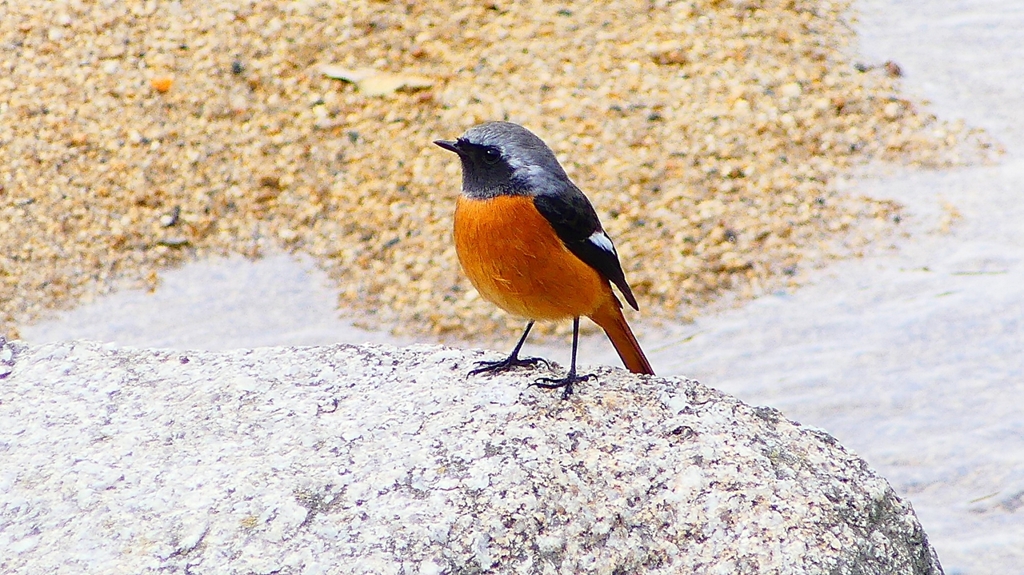 P2370078：ジョウビタキ（オス）