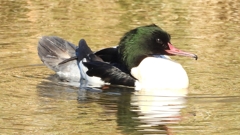 DSCN1911：カワアイサ（オス）