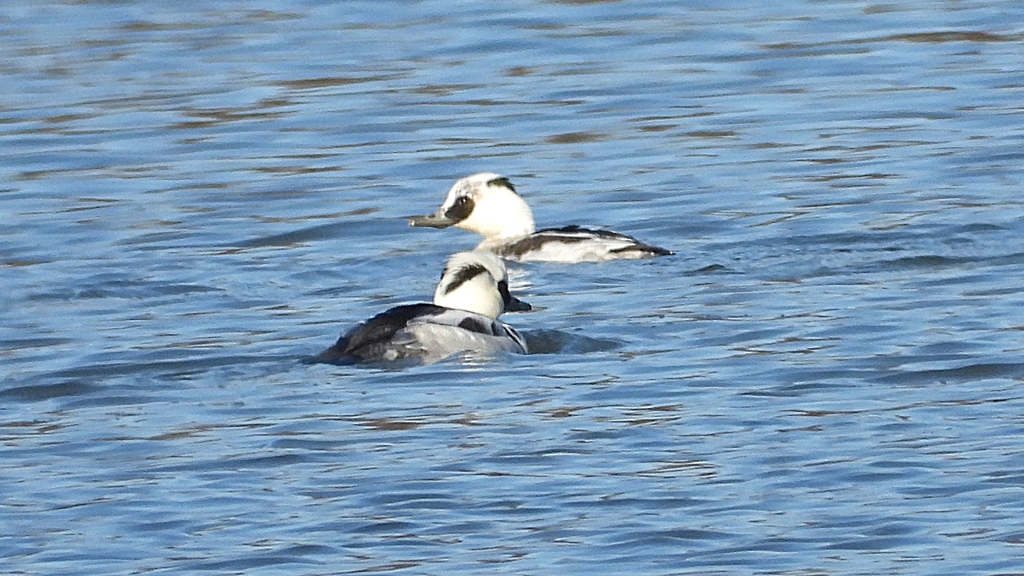 DSCN5068：ミコアイサ（オス）