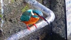 P2410421：カワセミ（オス）