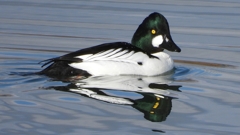 DSCN1527：ホオジロガモ（オス）