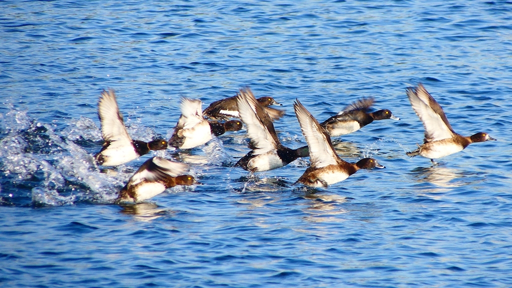P2380162：飛ぶキンクロハジロ