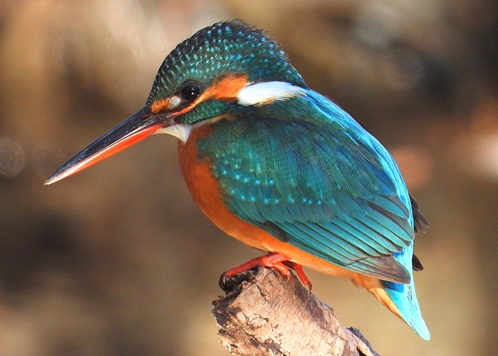 DSCN8932：カワセミ（メス）