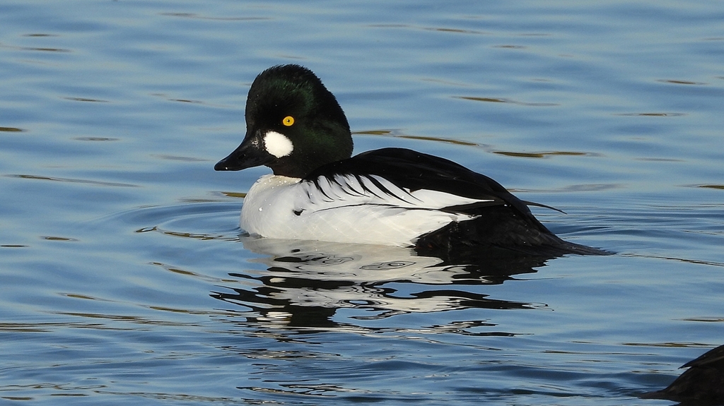 DSCN2579：ホオジロガモ（オス）