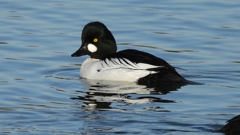 DSCN2579：ホオジロガモ（オス）