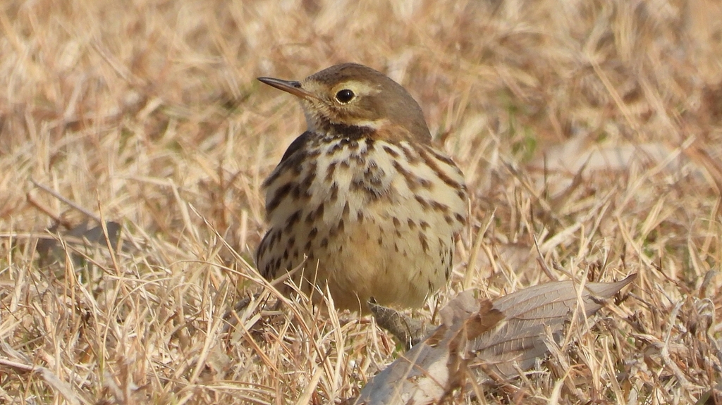 DSCN7577：タヒバリ