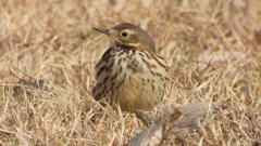 DSCN7577：タヒバリ