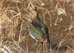 DSCN2743：タゲリ