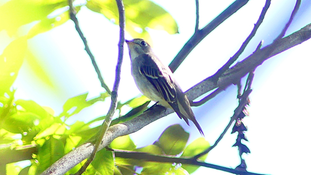 P2300084：コサメビタキ