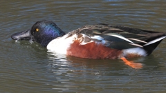 DSCN6053：ハシビロガモ