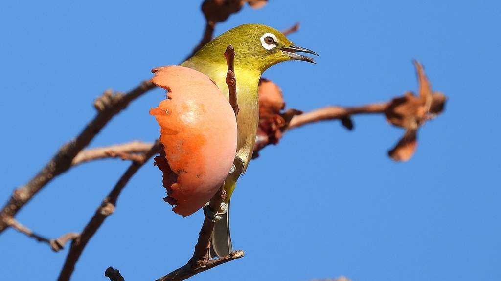 DSCN8732：メジロ