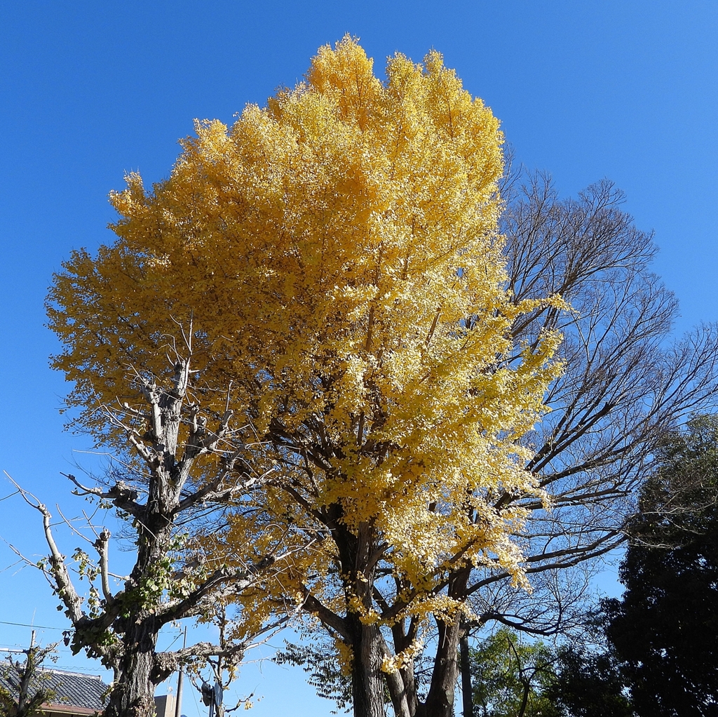 DSCN1311：イチョウ