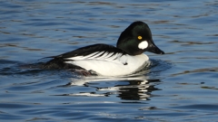 DSCN2669：ホオジロガモ（オス）